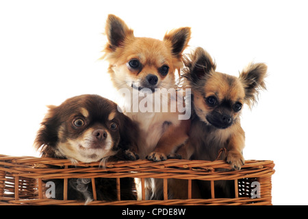 Portrait de trois chis dans un panier in front of white background Banque D'Images