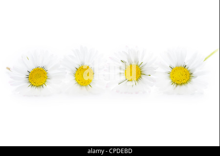 Quatre pelouse anglaise daisies isolé sur fond blanc Banque D'Images