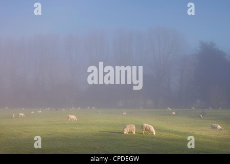 Arbres, moutons et Misty, Exe Valley, Devon, Angleterre, Royaume-Uni, Europe Banque D'Images