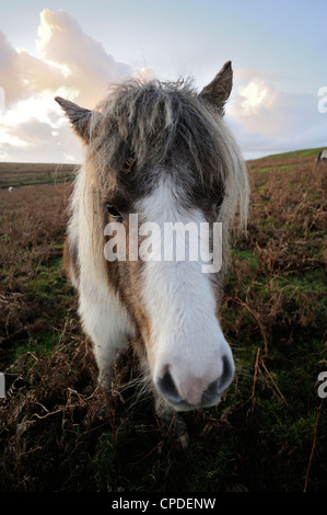 Poney Dartmoor, Dartmoor, dans le Devon, Angleterre, Royaume-Uni, Europe Banque D'Images