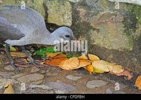 Un hadeda Ibis hagedash ou (bostrychia hagedash) à la recherche de vers pour manger dans les jardins botaniques de Kirstenbosch à Cape Town, Afrique du Sud. Banque D'Images