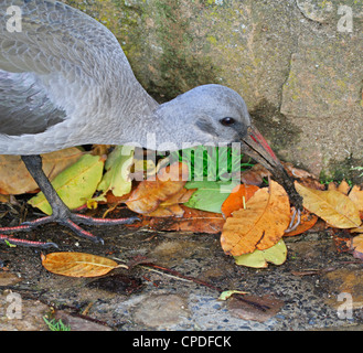 Un hadeda Ibis hagedash ou (bostrychia hagedash) à la recherche de vers pour manger dans les jardins botaniques de Kirstenbosch à Cape Town, Afrique du Sud. Banque D'Images