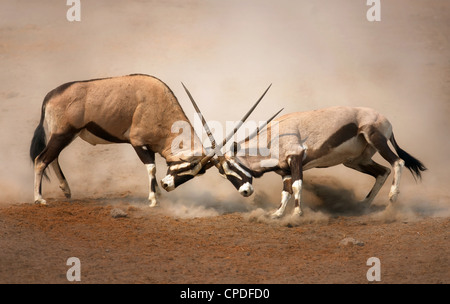 Lutte intense entre les deux hommes sur les plaines poussiéreuses de Gemsbok d'Etosha Banque D'Images