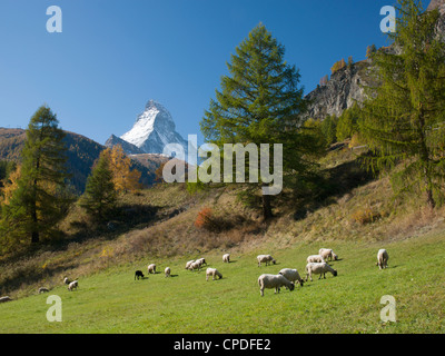 Zermatt, Valais, Alpes Suisses, Suisse, Europe Banque D'Images