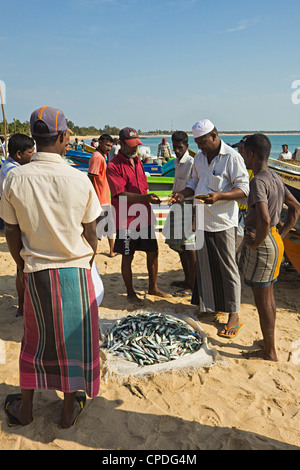 La négociation sur le prix du poisson fraîchement pêché sur ce populaire plage de surf d'occupation, d'Arugam Bay, province de l'Est, Asie, Sri Lanka Banque D'Images