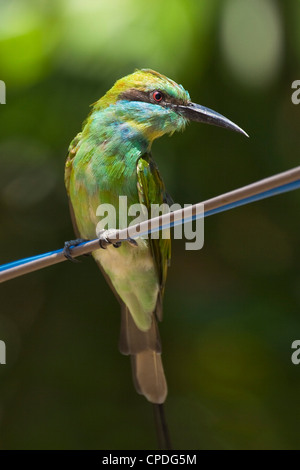 Green Guêpier (Merops orientalis ceylonicus) dans le Parc National de Kumana, anciennement Yala est, Kumana, Rhône-Alpes, France Banque D'Images