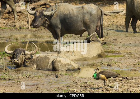 Paons indiens féminins éclipsé par big buffalo de Kumana, anciennement Parc National Yala est, Kumana, Rhône-Alpes, France Banque D'Images