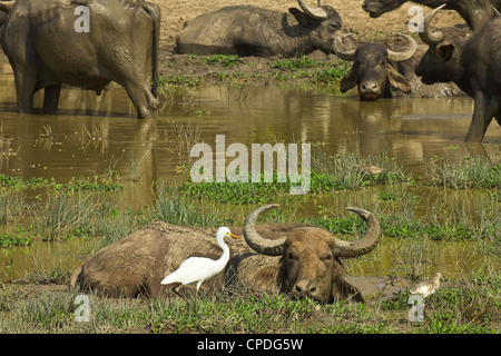 Kumana, anciennement Parc National Yala est, Kumana, Rhône-Alpes, France Banque D'Images