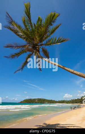 Palmier et west point de la côte sud de l'observation des baleines de la plage de surf à Mirissa, près de Matara, Province du Sud, Sri Lanka, Asie Banque D'Images