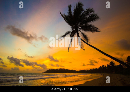 Coucher du soleil et de palmier et la pointe ouest de la côte sud de la plage de surf à Mirissa, près de Matara, Province du Sud, Sri Lanka Banque D'Images