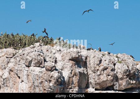 Oiseaux Frégate superbe (Fregata magnificens), Puerto Vallarta, Jalisco, Mexique Banque D'Images