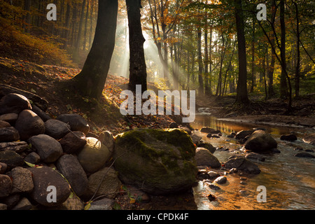 Matin d'automne dans la forêt de Mary's Spring River à Gdynia, Pologne. Banque D'Images