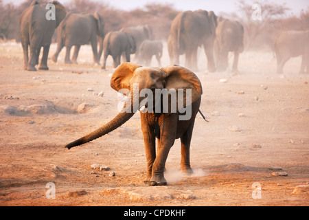 Young Elephant mock chargement avec troupeau marche loin en arrière-plan Banque D'Images