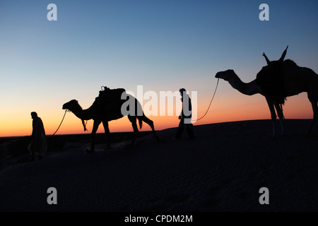 Chameliers au crépuscule dans le désert du Sahara, près de Douz, Kebili, Tunisie, Afrique du Nord, Afrique Banque D'Images