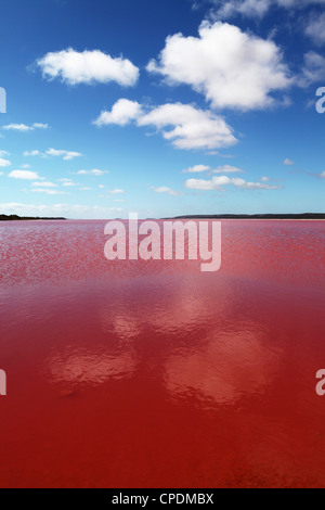 Les algues comestibles fournit une teinte rose à la Rose Hutt lagune, Port Gregory, l'ouest de l'Australie, l'Australie, du Pacifique Banque D'Images