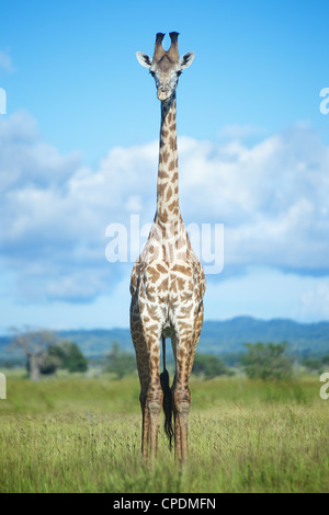 Girafe Giraffa camelopardalis dans Game Reserve Mikumi . Le sud de la Tanzanie. Afrique du Sud Banque D'Images