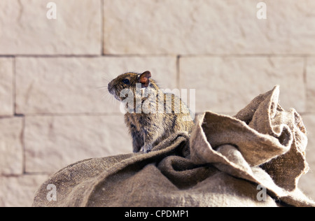 Les dégus Octodon degu () est un petit rongeur qui caviomorph est endémique au Chili central. Banque D'Images