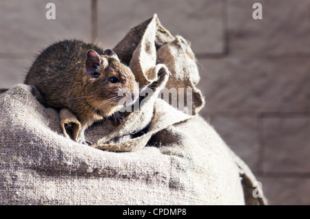 Les dégus Octodon degu () est un petit rongeur qui caviomorph est endémique au Chili central. Banque D'Images