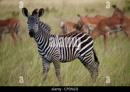 Jeune zèbre Equus quagga parc national de Mikumi.Tanzanie Afrique. Banque D'Images