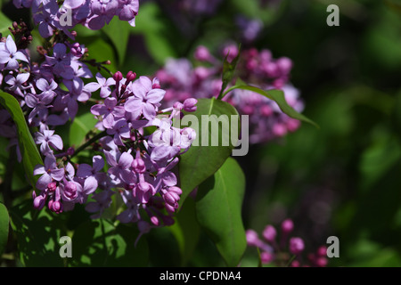 Les lilas sont en fleurs à la ferme expérimentale d'Ottawa, Canada. Banque D'Images