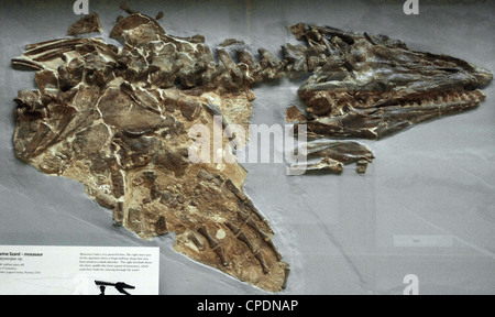 Squelette d'un mosasaure (Platycarpus sp.). Reptile marin du Crétacé supérieur. 83-80 millions d'années. Banque D'Images