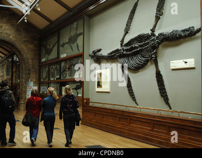 Jeune femme visiter le musée d'Histoire Naturelle. Londres. United Kingdom. Banque D'Images