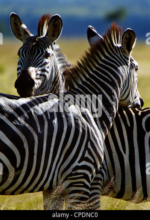 Zebra Equus quagga parc national de Mikumi.Tanzanie Afrique. Banque D'Images