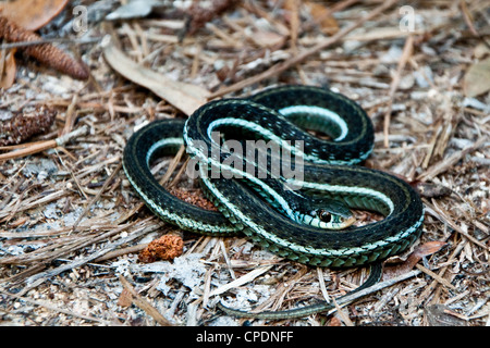 Bluestripe (Thamnophis sirtalis similis) Banque D'Images