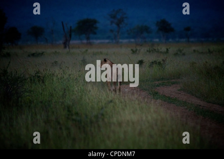 L'African Lion Panthera leo chasse en soirée dans la réserve de Mikumi . Le sud de la Tanzanie. Afrique du Sud Banque D'Images