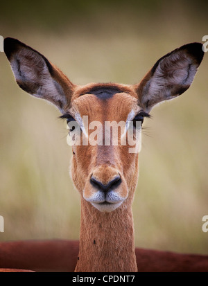 Femelle impala Aepyceros melampus Jeu Mikumi réserver . Le sud de la Tanzanie. Afrique du Sud Banque D'Images