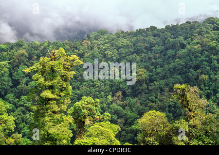 Réserve de la Forêt-Cloud, Monteverde. Banque D'Images