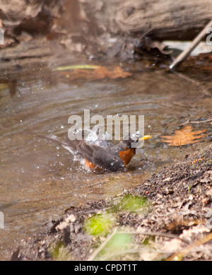 Robin Bird prendre un bain dans un ruisseau Banque D'Images