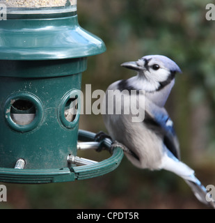 Geai bleu pris assis sur et de manger d'une mangeoire pour oiseaux de basse-cour Banque D'Images