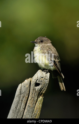 Moucherolle phébi (Sayornis phoebe) perché sur la souche, l'île Manitoulin, Ontario, Canada, Kagawong Banque D'Images