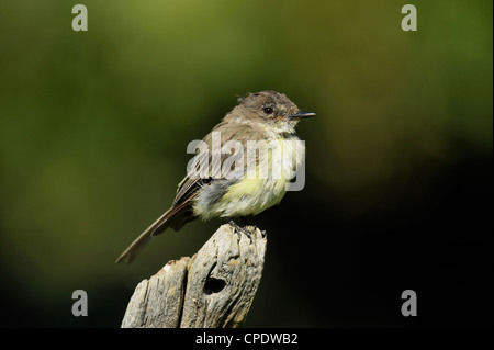 Moucherolle phébi (Sayornis phoebe) perché sur la souche, l'île Manitoulin, Ontario, Canada, Kagawong Banque D'Images