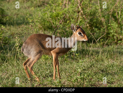 Un Kirk's dik-dik (Madoqua kirkii) le matin sur la Masai Mara National Reserve, Kenya, Afrique. Banque D'Images