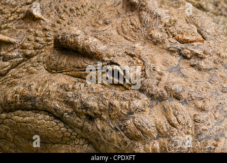 Le crocodile du Nil (Crocodilus niloticus) close-up de l'œil, sur le Masai Mara National Reserve, Kenya, Afrique. Banque D'Images