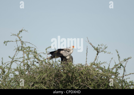 Oiseau secrétaire,Masai Mara Banque D'Images