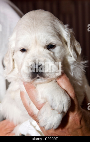 Chiots Golden Retriever de couleur platine. 34 jours d'âge. Banque D'Images