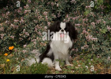 Chin japonais assis par des fleurs Banque D'Images