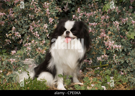 Chin japonais assis par des fleurs Banque D'Images