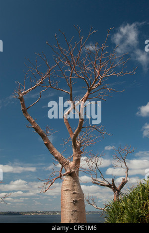 Boab tree à King's Park, Perth Banque D'Images