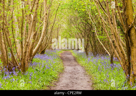 Un chemin parmi les jacinthes des bois (Hyacinthoides non-scripta) en anglais au printemps forestiers Banque D'Images