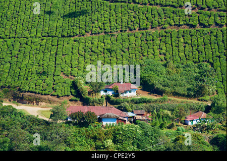 La plantation de thé, Munnar, Kerala, Inde, Asie Banque D'Images