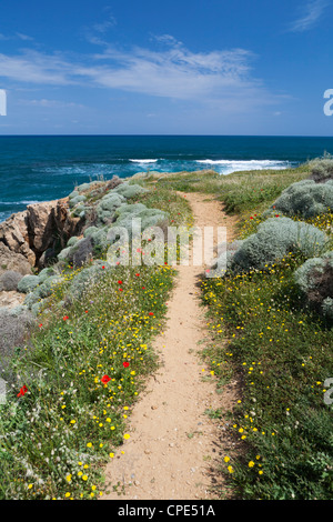 Sentier du littoral avec fleurs de printemps, près de Chania, Chania, Crète, région des îles grecques, Grèce, Europe Banque D'Images