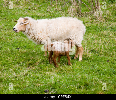 L'Agneau de printemps suckling mère brebis dans la zone Sutton, Suffolk, Angleterre Banque D'Images