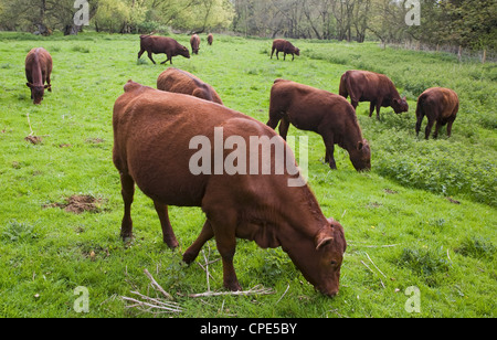 Red poll veaux Bovins en pâturage pâturage Shottisham Suffolk Angleterre Banque D'Images