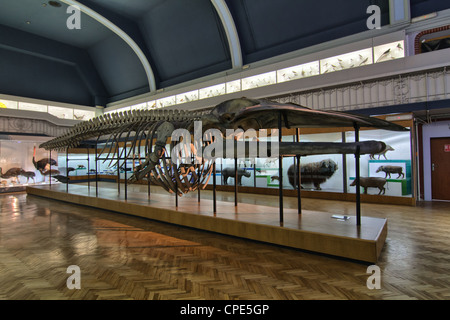 Squelette d'une baleine dans le musée d'histoire naturelle à l'Université de Wroclaw. La Pologne. Banque D'Images