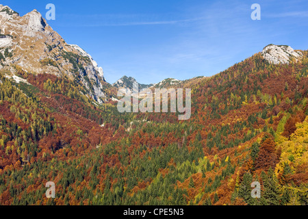 L'automne sur les pentes du col Vrsic dans les Alpes Juliennes, Haute-Carniole, Slovénie, Europe Banque D'Images