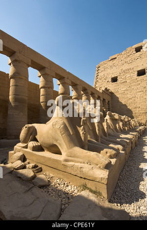 Sphinx tête Ram au-delà du premier pylône du Temple de Karnak, Karnak, Thèbes, Site du patrimoine mondial de l'UNESCO, l'Égypte, l'Afrique Banque D'Images